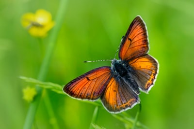 brown and black butterfly perched on yellow flower